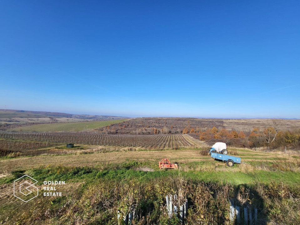 Ferma de mure si zmeura, 26,4 ha, localitate Lipova