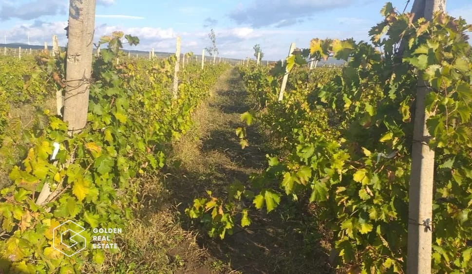 Teren Arabil Comuna Calugareni, Giurgiu